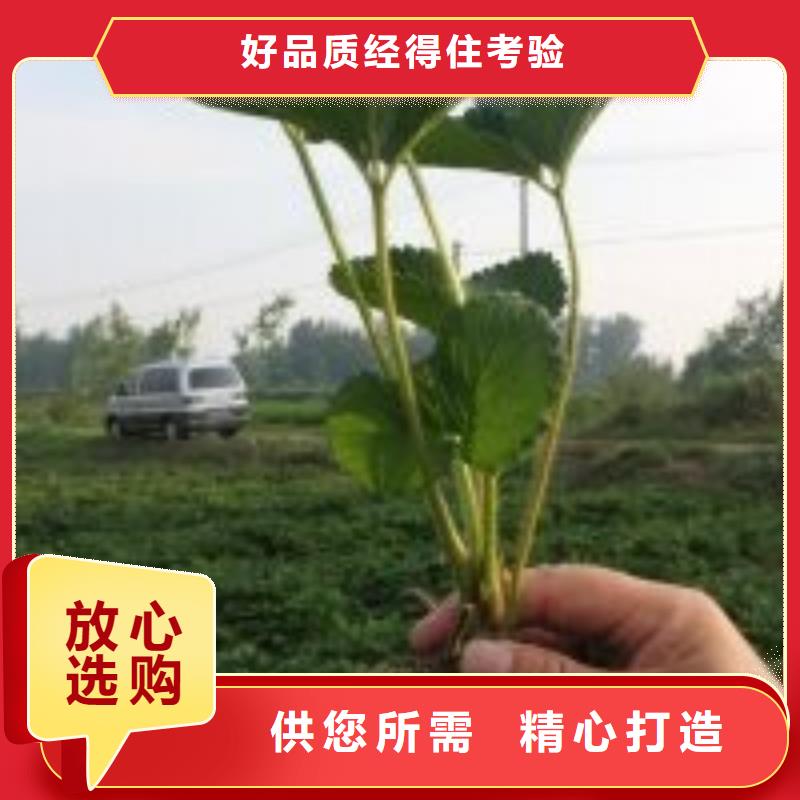 草莓苗【红蜜桃树苗】客户满意度高
