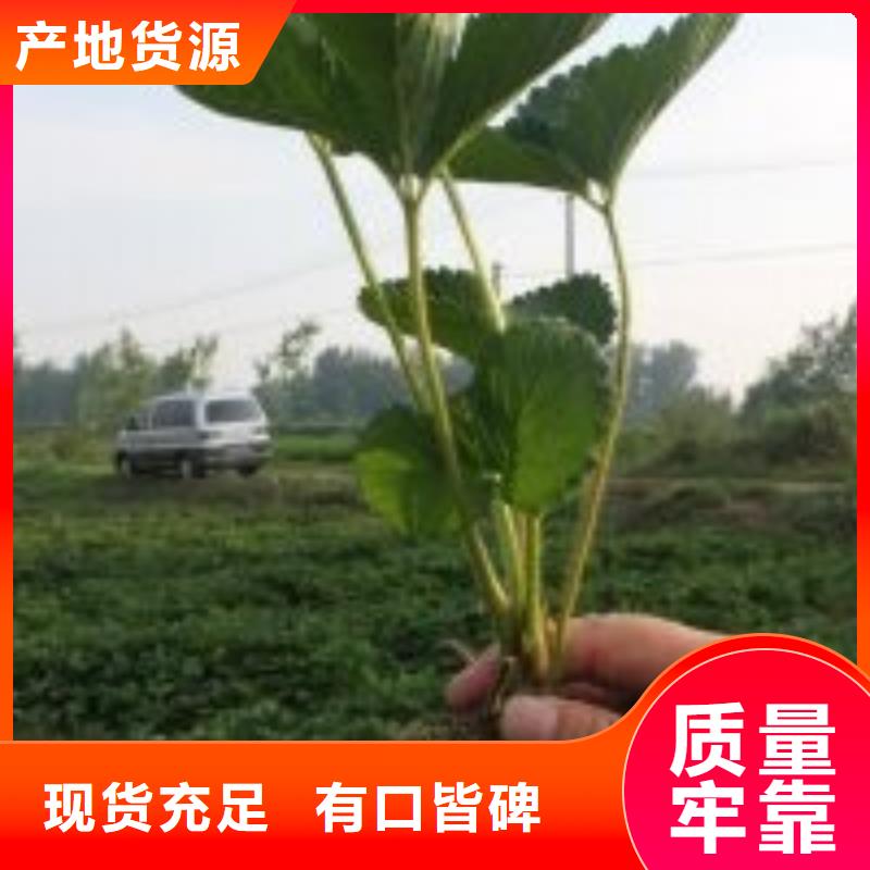 【草莓苗】大棚草莓苗一手货源源头厂家