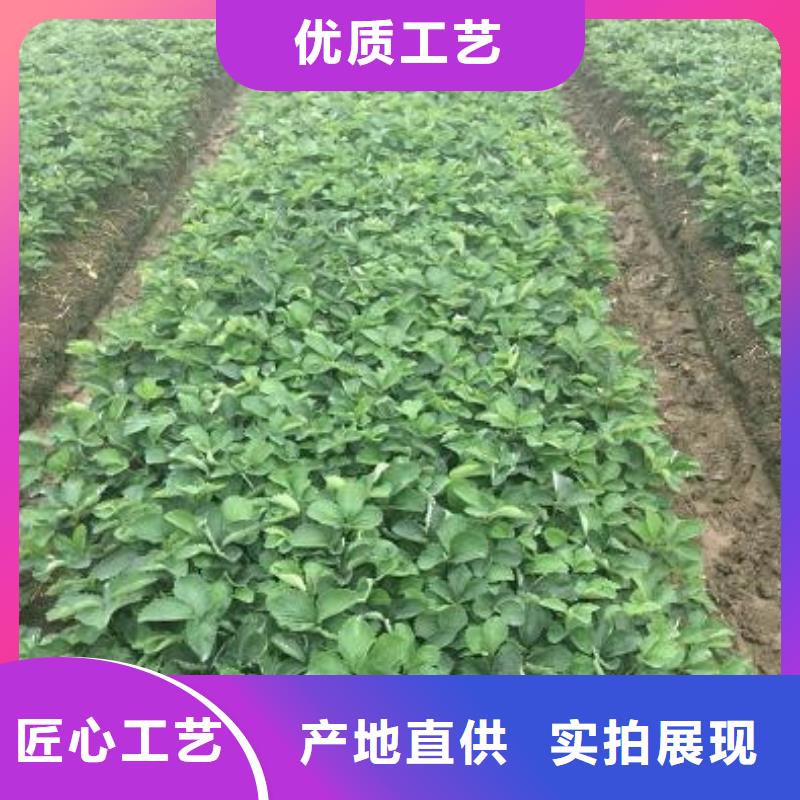 【草莓苗】香梨树苗规格型号全