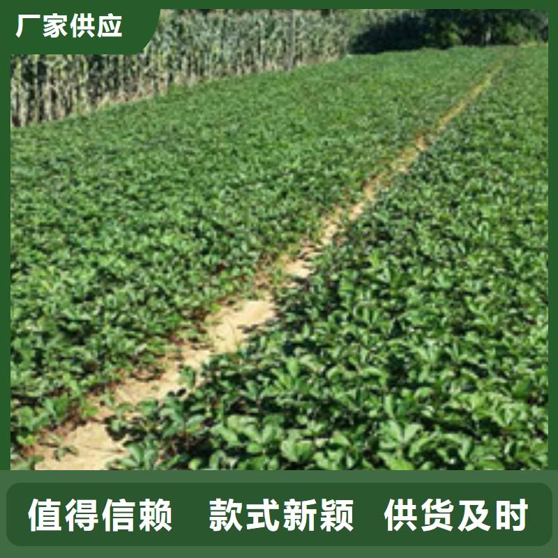 【草莓苗梨树苗基地经验丰富质量放心】