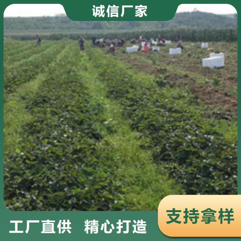 草莓苗甜柿子树苗精工细作品质优良