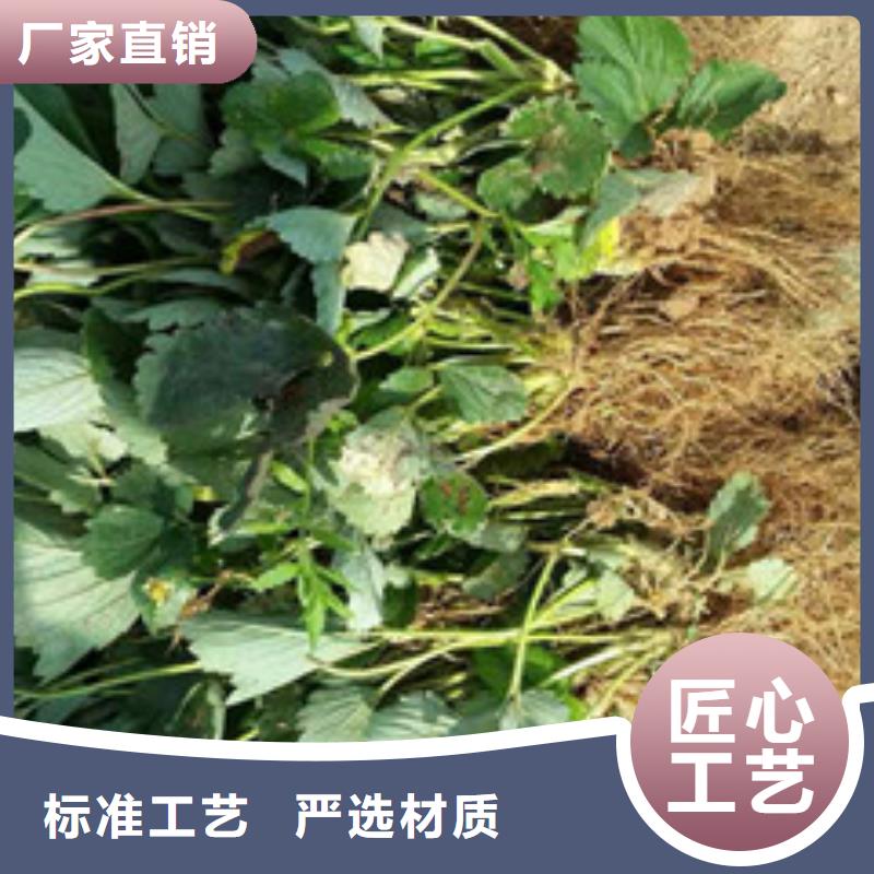 草莓苗苹果苗品质有保障