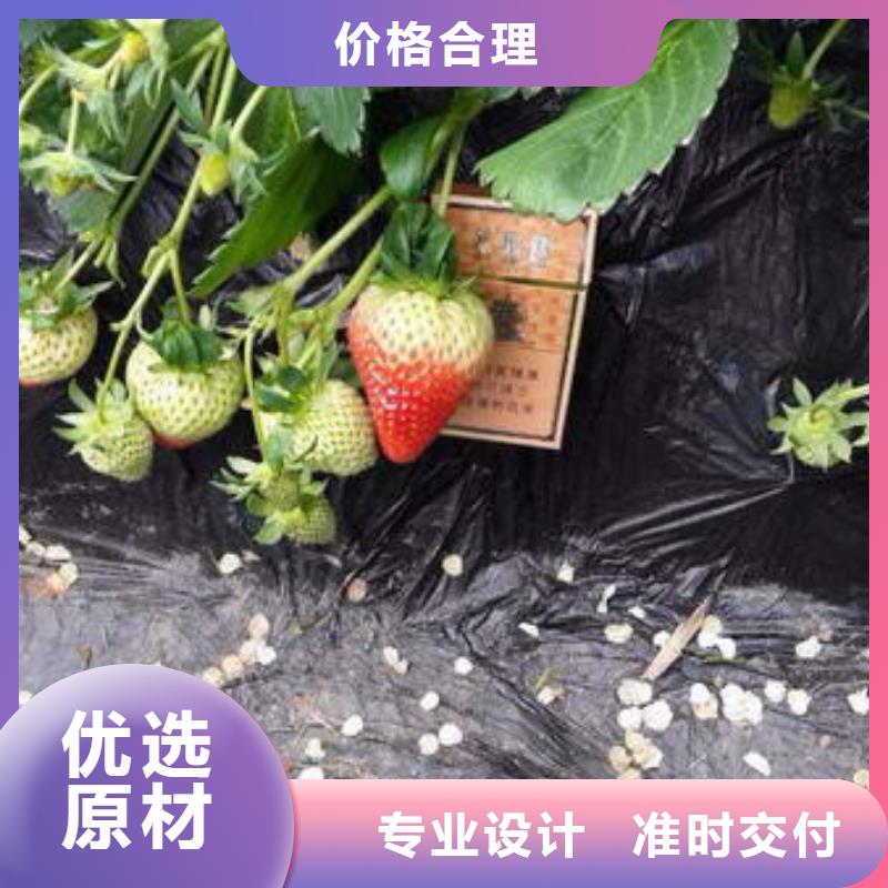 【草莓苗梨树苗基地助您降低采购成本】