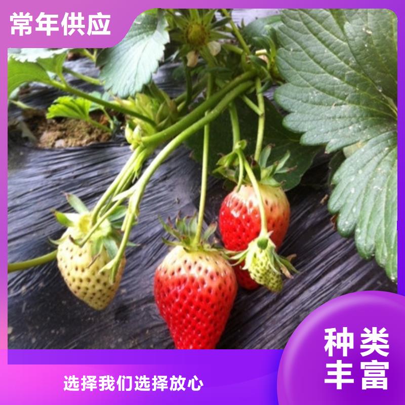 【草莓苗,梨树苗基地规格齐全】