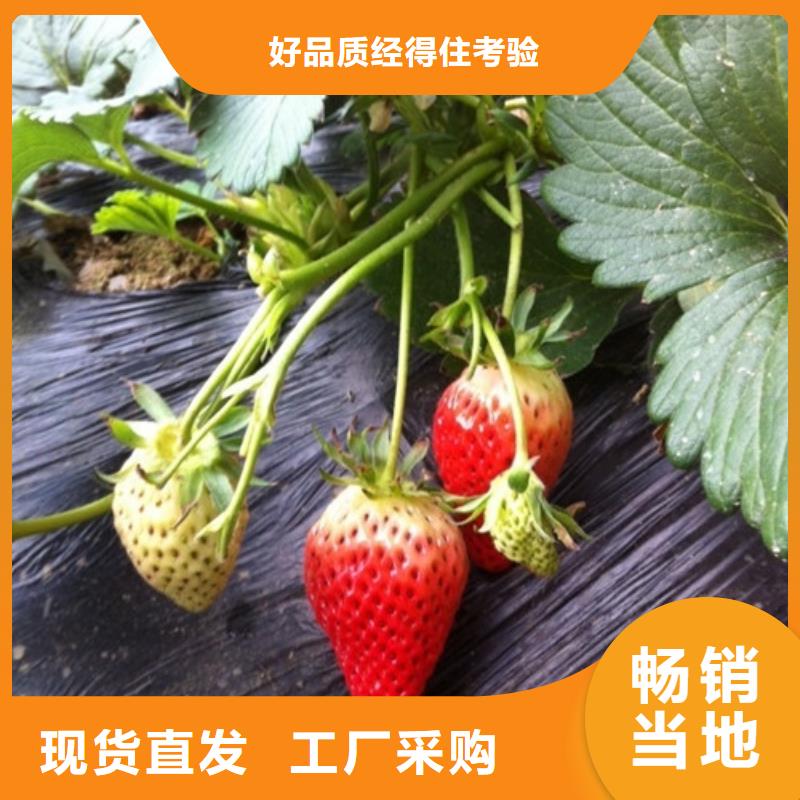 奶油草莓苗价格优惠