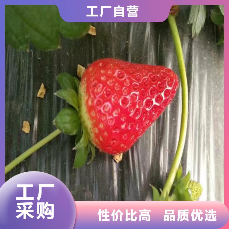 白草莓苗老牌企业