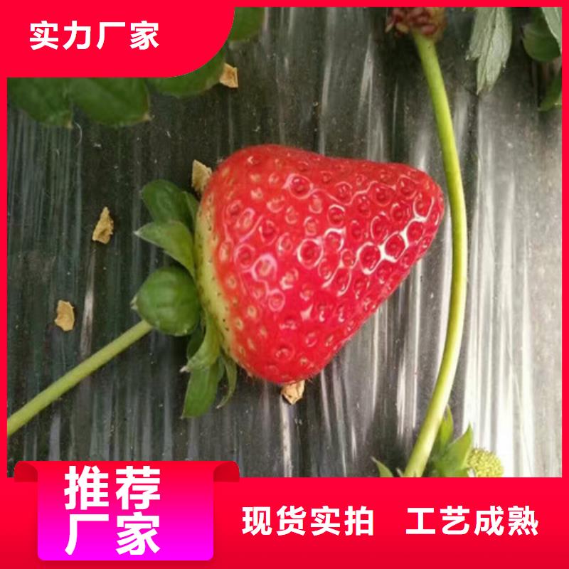 大棚草莓苗-质量可靠