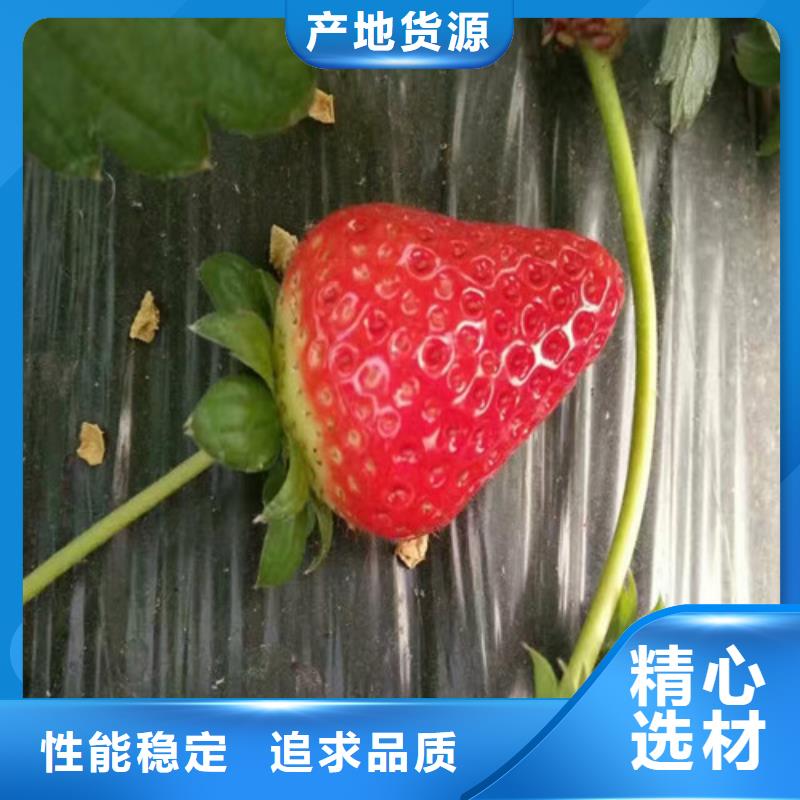 维吾尔自治区隋珠草莓苗基地出售