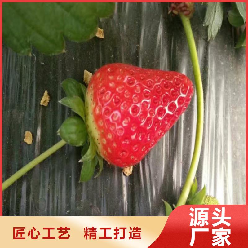 草莓苗胭脂脆桃树苗好品质选我们