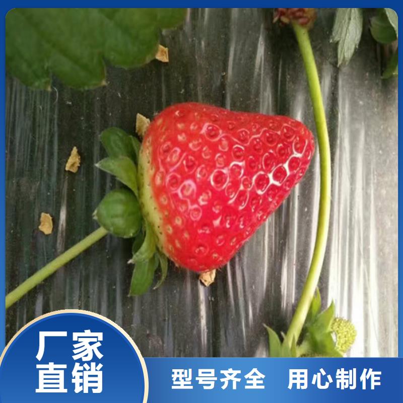 <广祥>萧县奶油草莓苗购买
