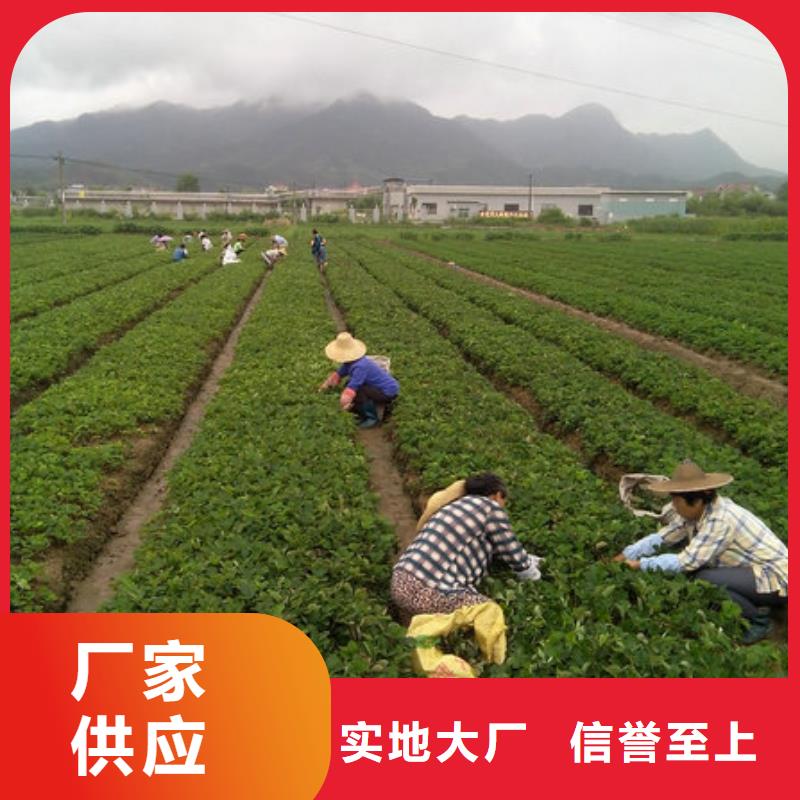 漳浦一年生桃熏草莓苗，桃熏草莓苗种植品种选择