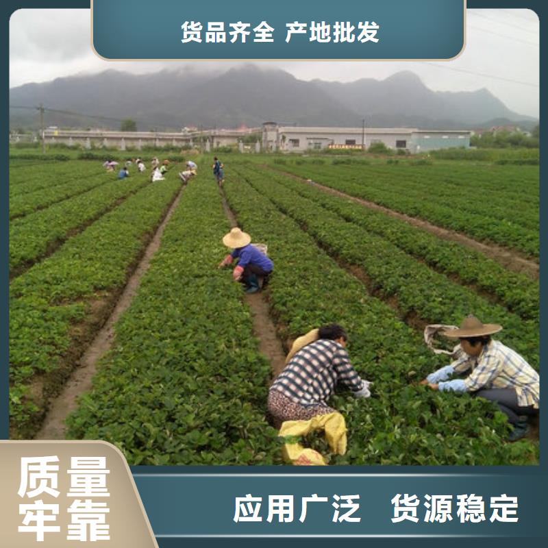 正规章姬草莓苗生产厂家