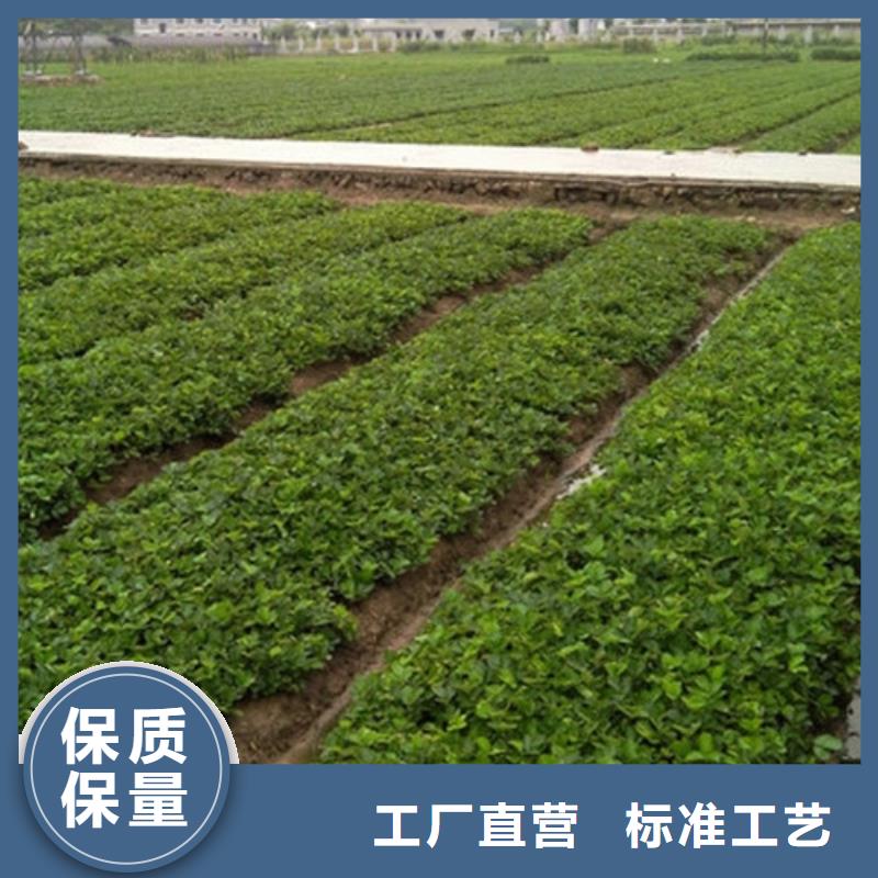 兴业哪里供应二代草莓苗，二代草莓苗种植地区