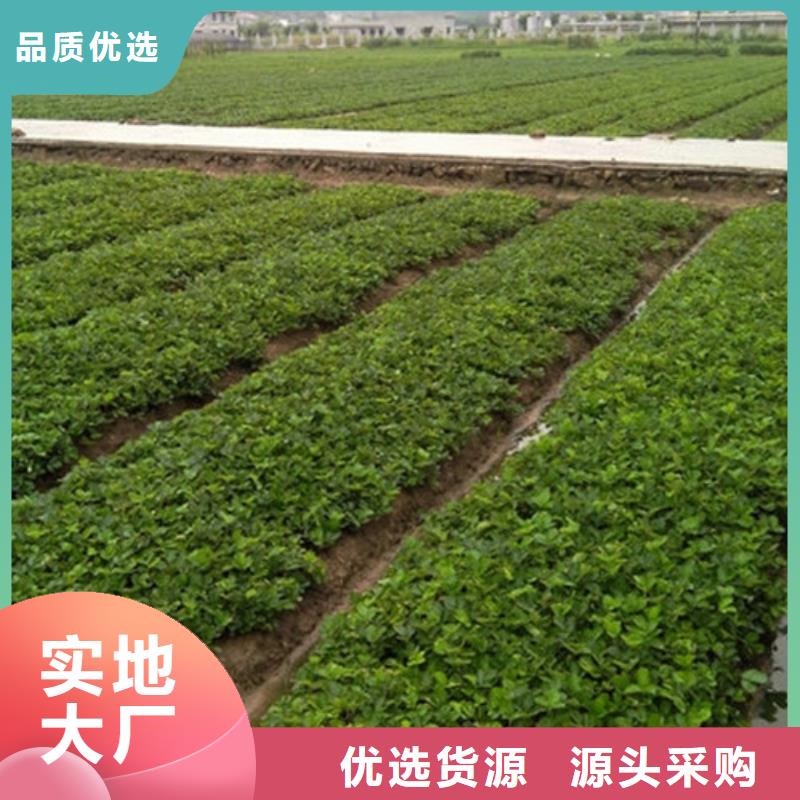 《广祥》哪里供应香野草莓苗，香野草莓苗2024已更新(今日/动态)