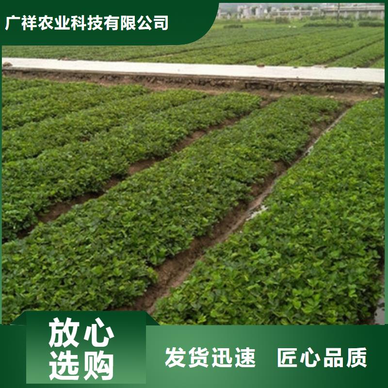 维吾尔自治区隋珠草莓苗基地出售