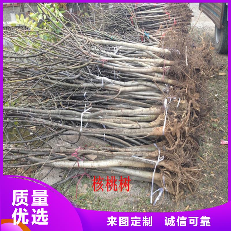 【核桃苗】果树苗批发基地专注质量