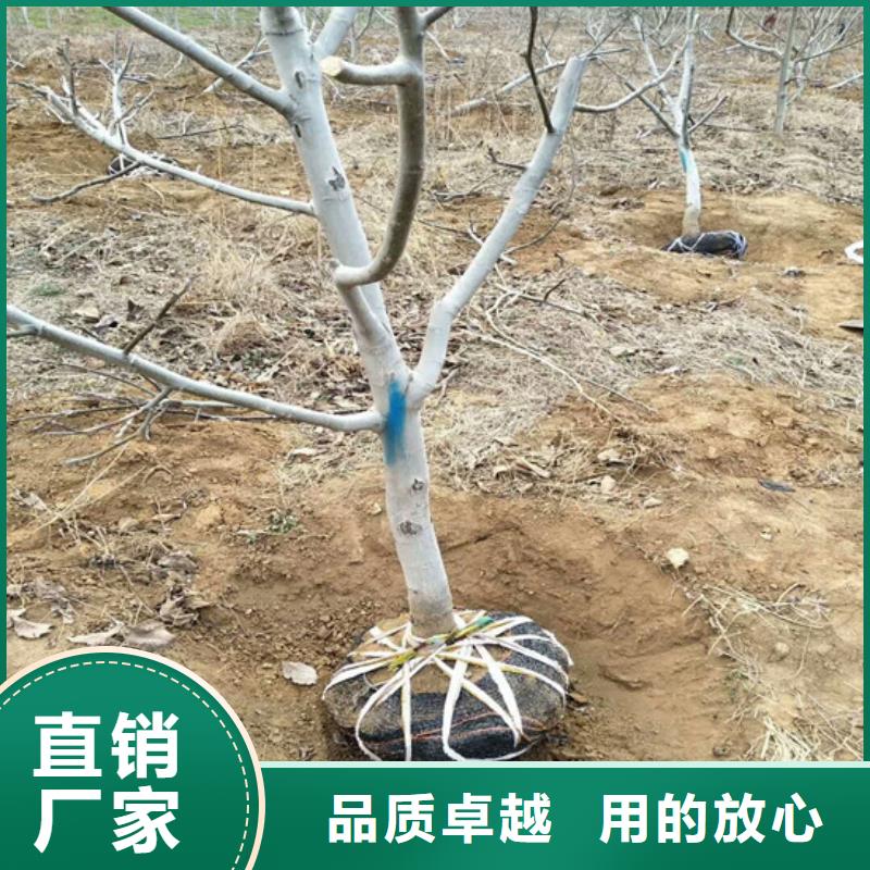 核桃苗梨树苗基地质量层层把关