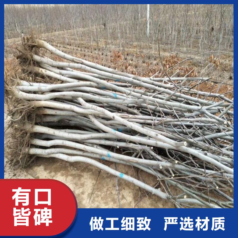 核桃苗-果树苗工程施工案例
