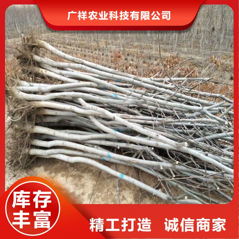 核桃苗大红袍花椒苗出厂价