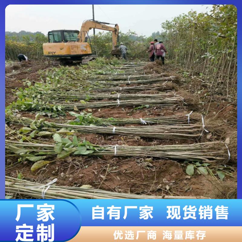 【核桃苗】草莓苗价格产地工厂