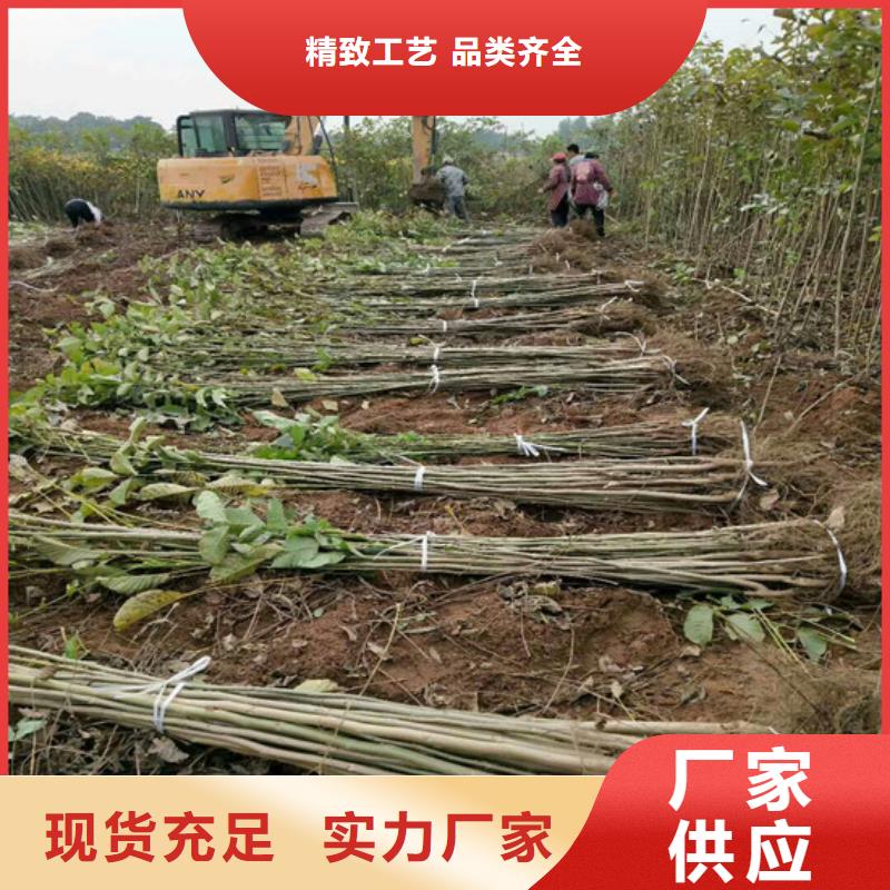 【核桃苗】果树苗批发基地订制批发