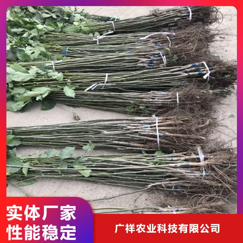 核桃苗草莓苗价格多年经验值得信赖