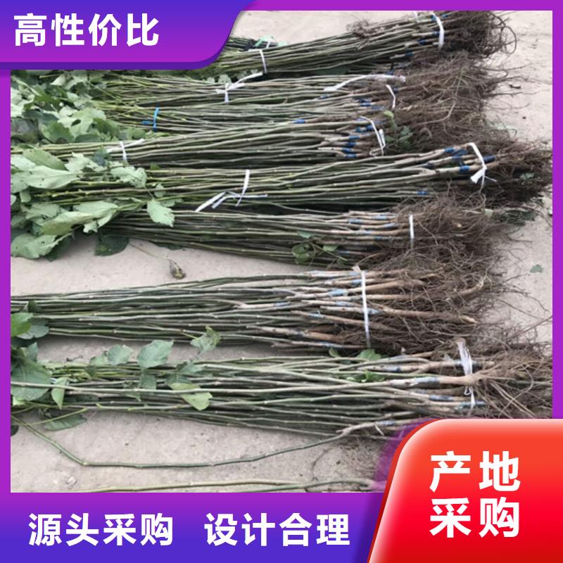 辽核树苗哪里有种植的