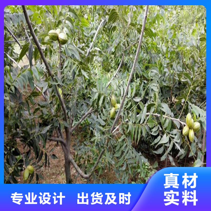 【核桃苗】果树苗批发基地专注质量