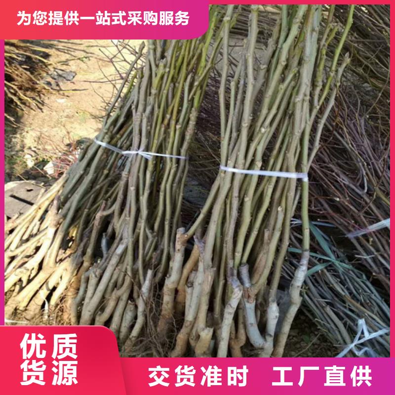 核桃苗-【大棚草莓苗】厂家规格全