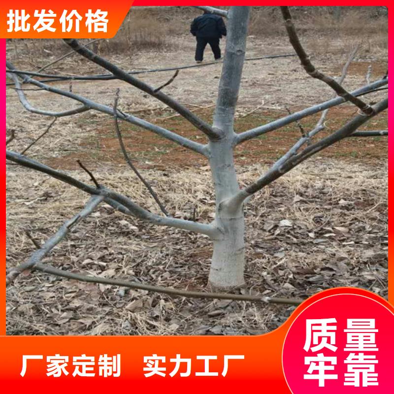 核桃苗桃树苗售后无忧