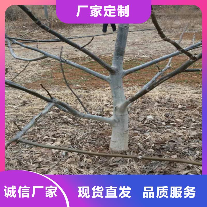 核桃苗-草莓苗价格细节决定成败