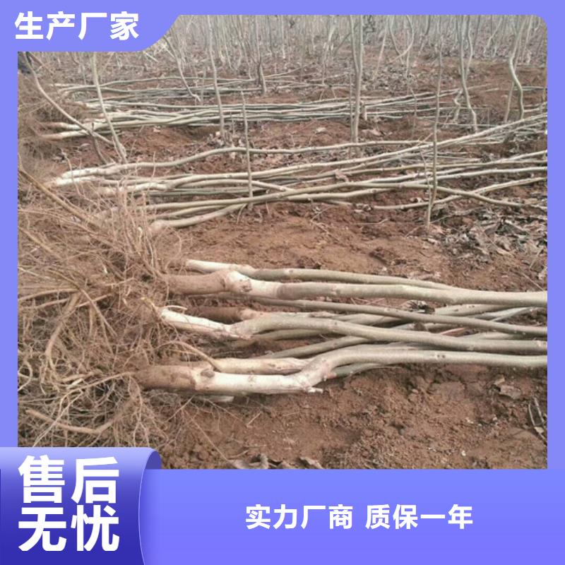 核桃苗蟠枣树苗产地直销
