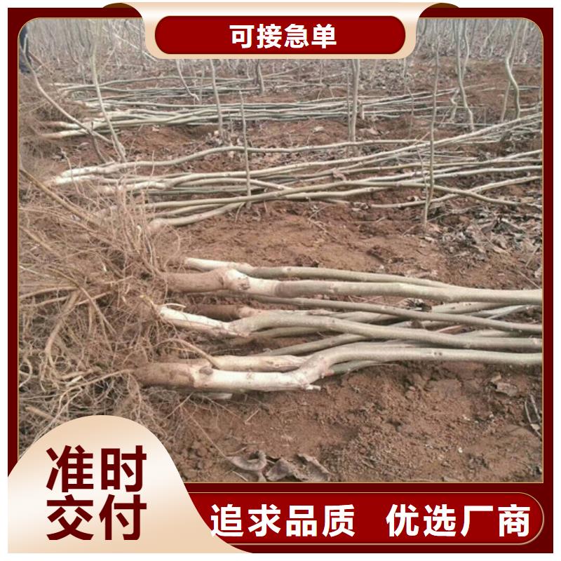 核桃苗香椿树苗详细参数