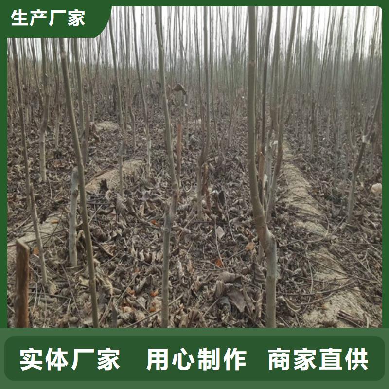 核桃苗,樱桃苗低价货源