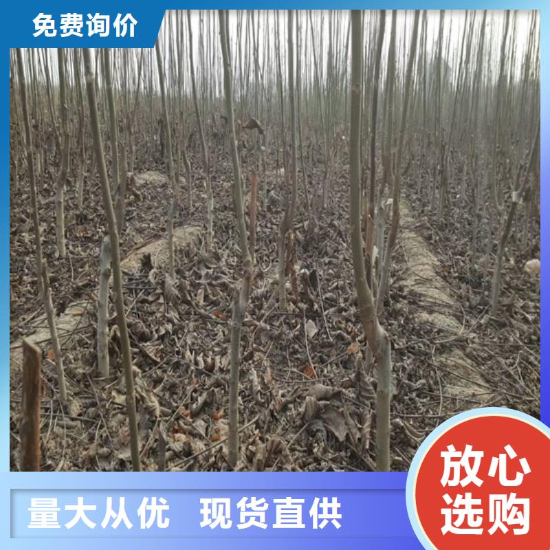 核桃苗黄桃树苗适用场景