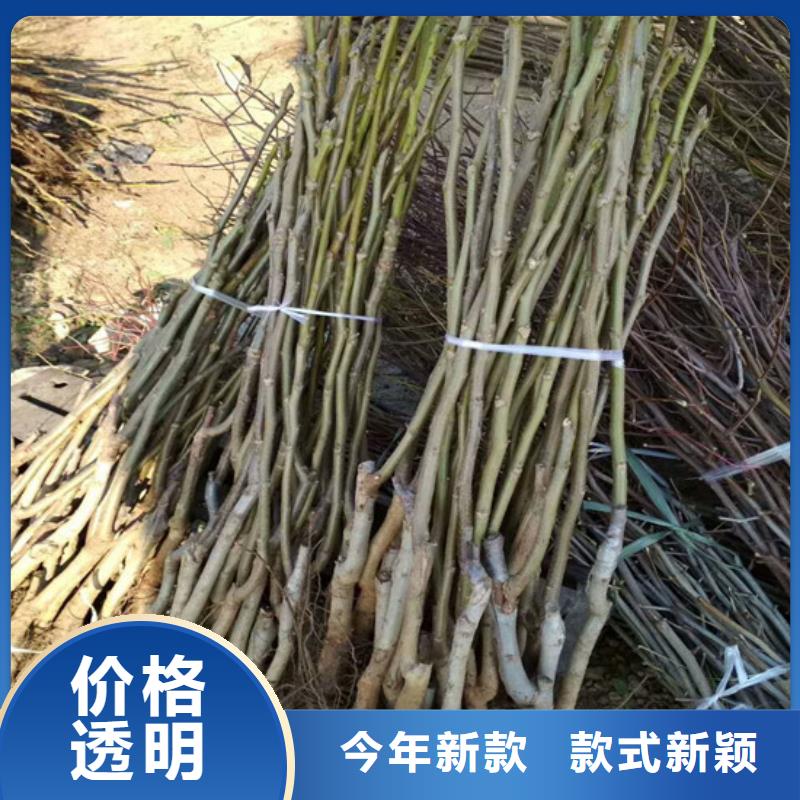 核桃苗,大棚草莓苗产品细节参数