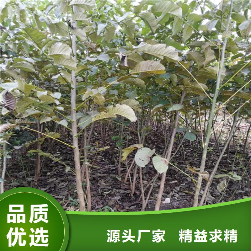 核桃苗-果树苗工程施工案例
