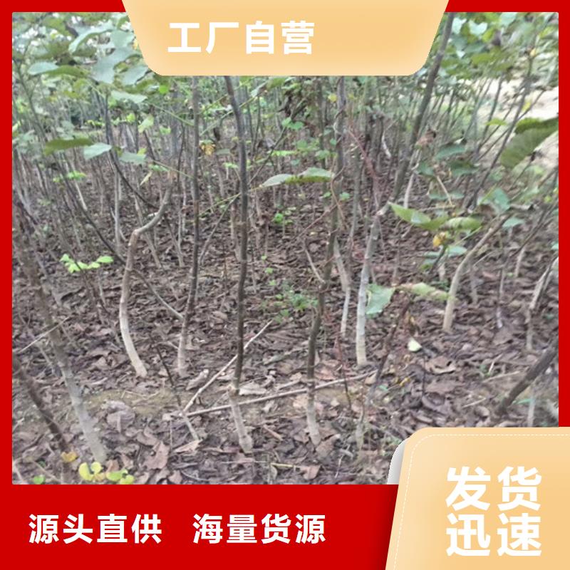 【核桃苗】柱状梨树苗直销厂家