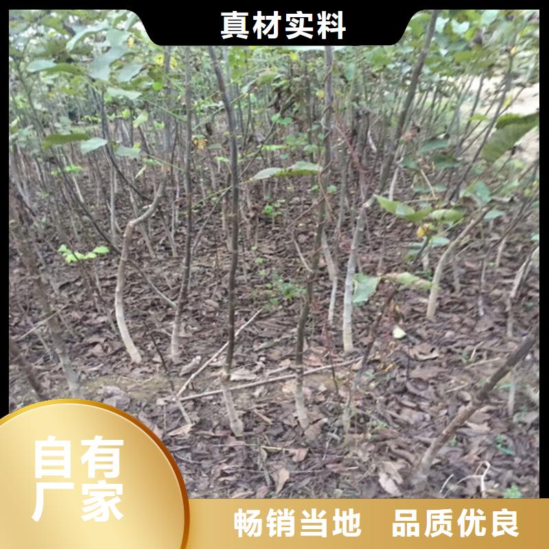 核桃苗桃树苗售后无忧