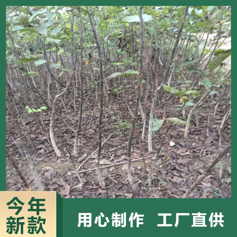 核桃苗无花果树苗畅销当地