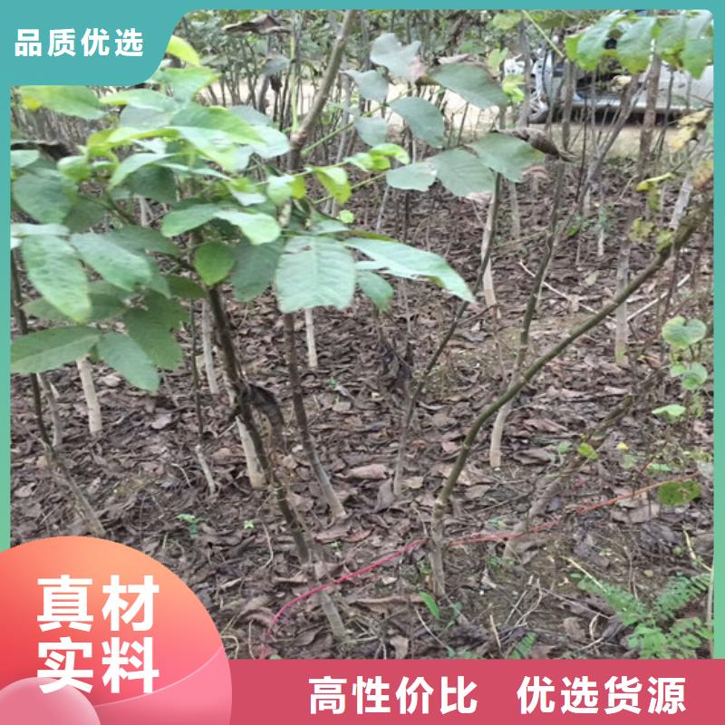 【核桃苗】果树苗现货销售