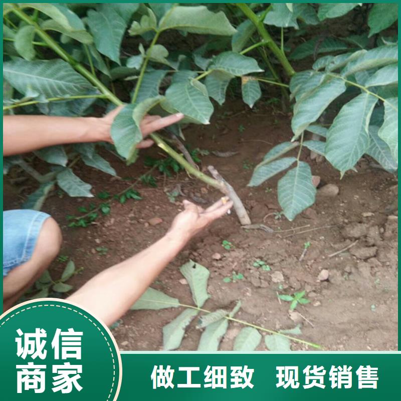 【核桃苗】-樱桃苗追求细节品质