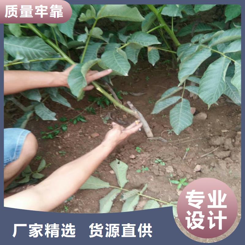 碧根果树苗培育