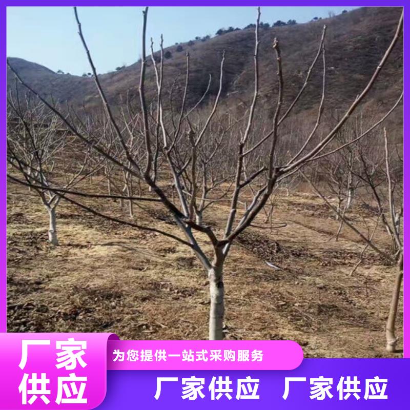 核桃苗果树苗批发基地源头采购