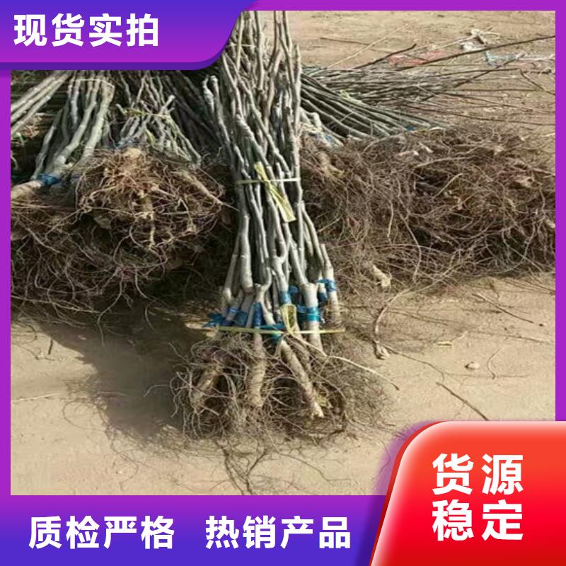 核桃苗苹果苗追求细节品质