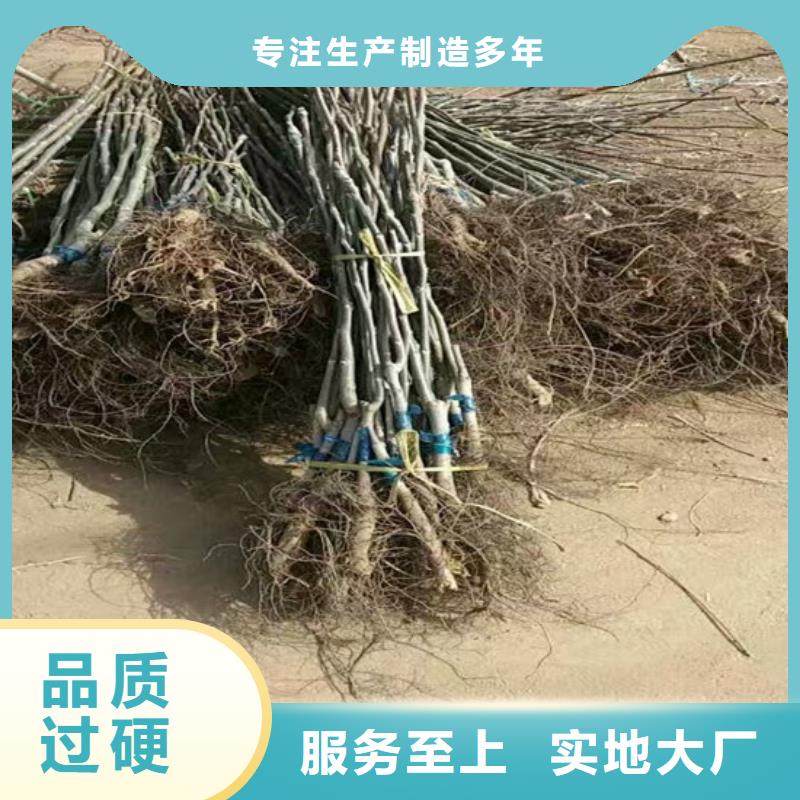 核桃苗梨树苗满足客户需求