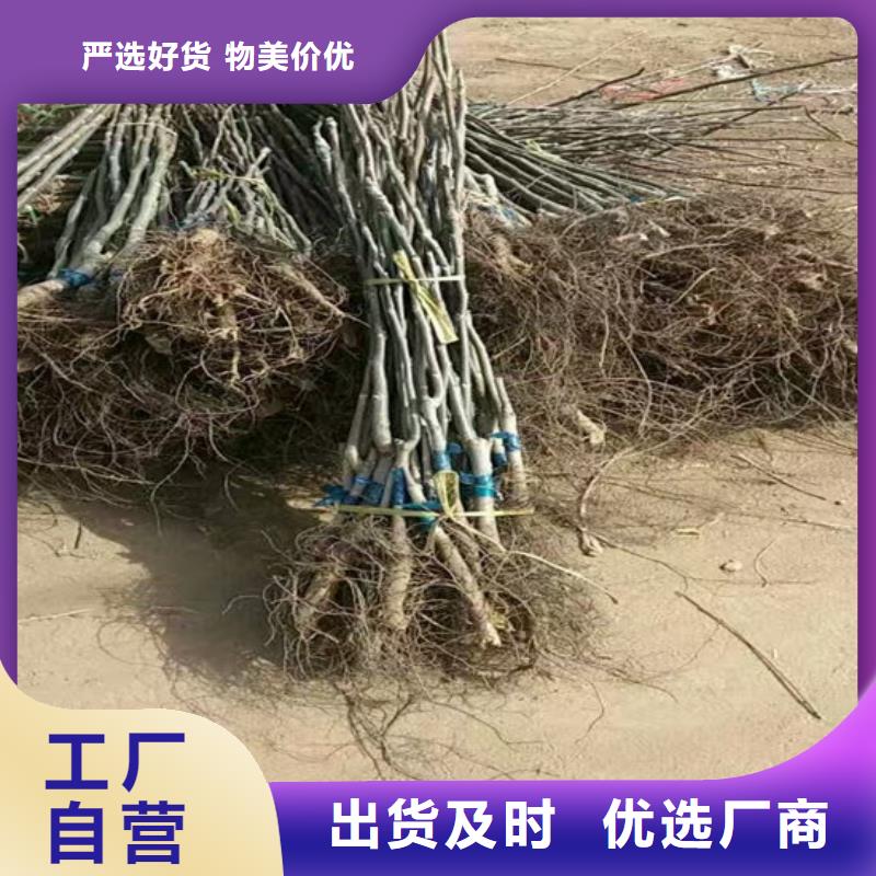 核桃苗冬雪蜜桃树苗质量好