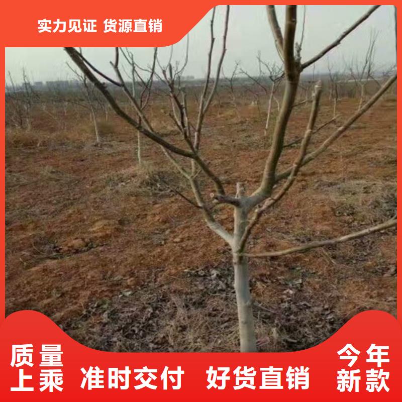 核桃苗_桃树苗颜色尺寸款式定制