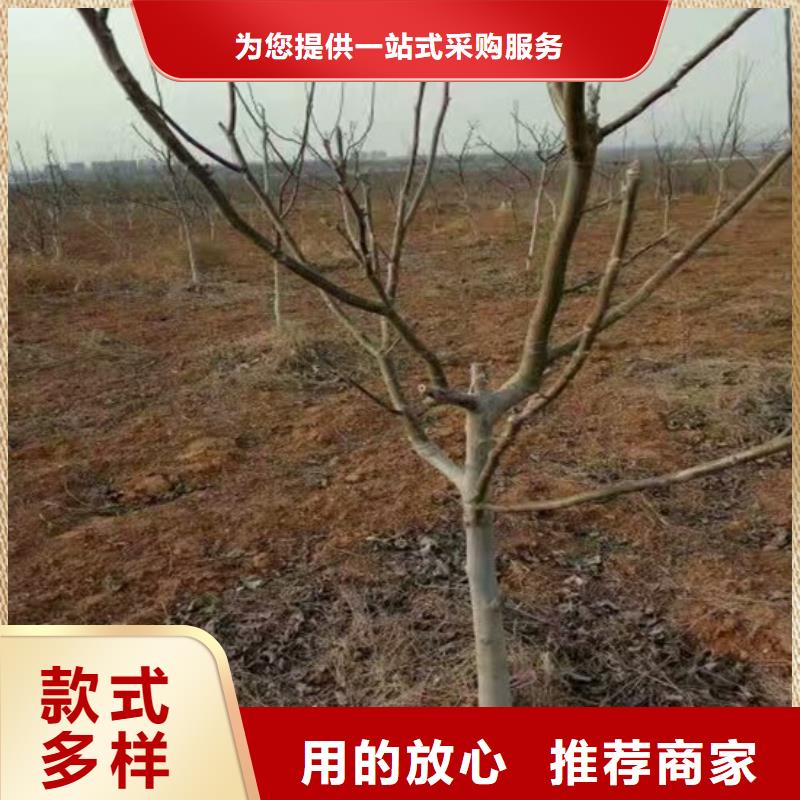 核桃苗果树苗批发基地源头厂家