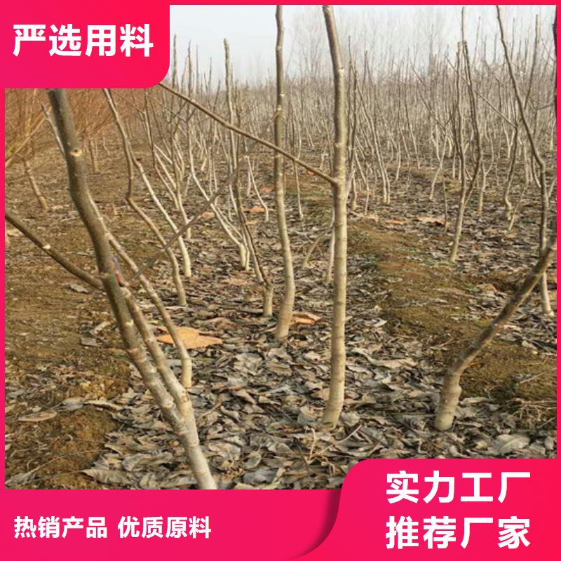 核桃苗【果树苗批发基地】货源报价